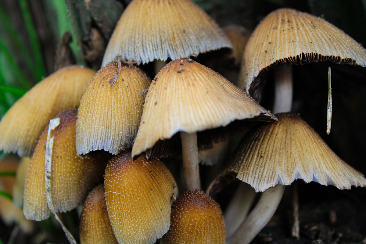 Fotografía de naturaleza
